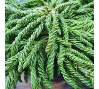 Plant Theory Spiralis Grannies Ringlets Conifer Tree Cryptomeria Japonica Evergreen Plant 3L in Green Plant Theory Green
