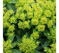 Plant Theory Spurge Perennials Flowering Plants Euphorbia Palustris 2L Pot