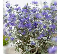 Plant Theory Sterling Silver Bluebeard Shrub Plant Caryopteris x Clandonensis 2L Pot in Green Plant Theory Green