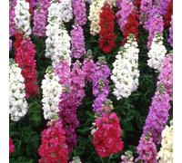 Plant Theory Stocks Fragrance Mixed Brompton Pink White Border Plants 60 Seedlings Plant Theory Multicolor