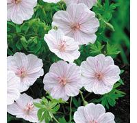 Plant Theory Striatum Striped Bloody Cranesbill Perennials Flowering Plants Geranium 2L Pot