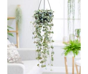 Plant Theory String Of Hearts On A String Rosary Vine Ceropegia Linearis Woodii 30Cm Indoor Plant 14Cm Hanging Pot