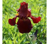 Plant Theory Sultan's Palace Bearded Iris Perennials Flowering Plants Iris 2L Pot