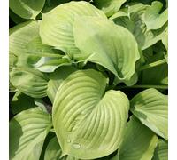 Plant Theory Sum & Substance Plantain Lily Perennials Flowering Plants Hosta 2L Pot in Green Plant Theory Green