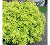 Plant Theory Sundance Mexican Orange Blossom Shrub Plant Choisya Ternata 2L Pot