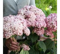 Plant Theory Sweet Annabelle Sevenbark Shrub Plant Hydrangea Arborescens 3L Pot
