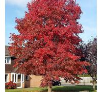 Plant Theory Sweet Gum Tree Outdoor Ornamental Liquidambar Styraciflua 9L Pot 1.5m - 1.8m in Green Plant Theory Green