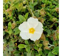 Plant Theory Sweet Thrive Rock Rose Shrub Plant Cistus X Obtusifolius 2L Pot