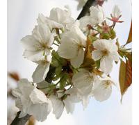 Plant Theory Tai-Haku Flowering Cherry Blossom Tree Outdoor Ornamental Prunus Bare Root 1.2M