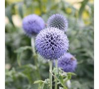 Plant Theory Taplow Blue Globe Thistle Perennials Flowering Plants Echinops 2L Pot