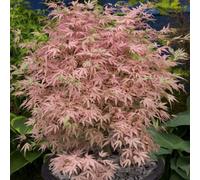 Plant Theory Taylor Japanese Maple Shrub Plant Acer Palmatum 3L Pot 40Cm Grafted