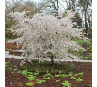 Plant Theory The Bride Flowering Cherry Blossom Tree Outdoor Ornamental Prunus Bare Root 1.2M