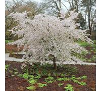 Plant Theory The Bride Flowering Cherry Blossom Tree Outdoor Ornamental Prunus Bare Root 1.2m in Green Plant Theory Green