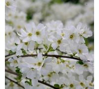 Plant Theory The Bride Pearl Bush Shrub Plant Exochorda X Macrantha 12L Pot 1M - 1.25M