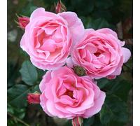 Plant Theory The Queen Elizabeth Rose Bush Pink Flowering Roses Floribunda Rose 4L Pot Plant Theory Pink