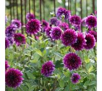 Plant Theory Thomas A. Edison Decorative Dahlia Perennials Flowering Plants Dahlia 3L Pot in Green Plant Theory Green