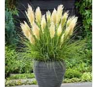 Plant Theory Tiny Pampa Pampas Grass Cortaderia Selloana Outdoor Ornamental Plant 2L Pot in Green Plant Theory Green