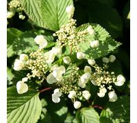 Plant Theory Tomentosum Japanese Snowball Bush Shrub Plant Viburnum 12L Pot 60cm-80cm Grafted in Green Plant Theory Green