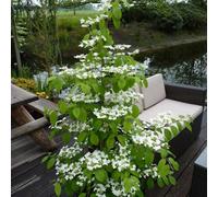 Plant Theory Tomentosum Kilimanjaro Japanese Snowball Bush Shrub Plant Viburnum 2L Pot