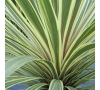 Plant Theory Torbay Dazzler Cabbage Palm Shrub Plant Cordyline Australis 2L Pot