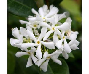 Plant Theory Trachelospermum Jasminoides Star Jasmine White Climbing Plant 60Cm Cane 3L Pot