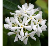 Plant Theory Trachelospermum Jasminoides Star Jasmine White Climbing Plant 90Cm Cane 2L Pot