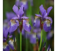 Plant Theory Tropic Night Siberian Iris Perennials Flowering Plants Iris 2L Pot