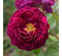 Plant Theory Tuscany Superb Rose Bush Red Flowering Roses Gallica Rose 4L Pot Plant Theory Red