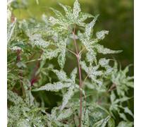 Plant Theory Uki-Gumo Japanese Maple Shrub Plant Acer Palmatum 3L Pot 40Cm Grafted