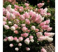 Plant Theory Vanille Fraise Shrub Plant Hydrangea Paniculata 12L Pot 1M -1.2M