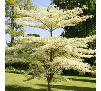 Plant Theory Variegata Wedding Cake Tree Shrub Plant Cornus Controversa 3L Pot in Green Plant Theory Green