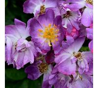 Plant Theory Veilchenblau Rose Bush Purple Flowering Roses Rambler Rose 4L Pot