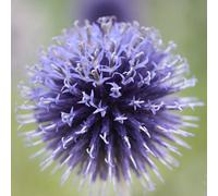 Plant Theory Veitch'S Blue Small Globe Thistle Perennials Flowering Plants Echinops 2L Pot in Green Plant Theory Green