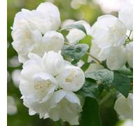 Plant Theory Virginal Mock Orange Shrub Plant Philadelphus 12L Pot 1M - 1.25M