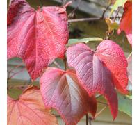 Plant Theory Vitis coignetiae Crimson Glory Grape Vine Burgundy VinePlant 60cm Cane 3L Pot Plant Theory Burgundy