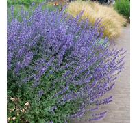 Plant Theory Walker's Low Catmint Perennials Flowering Plants Nepeta Racemosa 2L Pot