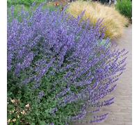 Plant Theory Walker'S Low Catmint Perennials Flowering Plants Nepeta Racemosa 2L Pot in Green Plant Theory Green