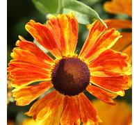 Plant Theory Waltraut Sneezeweed Perennials Flowering Plants Helenium 2L Pot