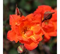 Plant Theory Warm Welcome Rose Bush Orange Flowering Roses Climbing Miniature Rose 4L Pot