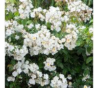 Plant Theory Wedding Day Rose Bush White Flowering Roses Rambler Rose 4L Pot