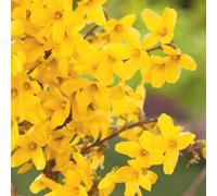 Plant Theory W nd Forsythia Outdoor Shrub Plant Forsythia X Intermedia 2L Pot