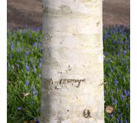 Plant Theory West Himalayan Birch Tree Betula Utilis Jacquemontii 9L Pot 1.5m - 1.8m in Green Plant Theory Green