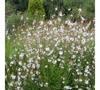 Plant Theory Whirling Butterflies Gaura Perennials Flowering Plants Oenothera 2L Pot
