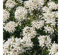 Plant Theory White Dazzler Mexican Orange Blossom Shrub Plant Choisya X Dewitteana 2L Pot