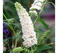 Plant Theory White Profusion Butterfly Bush Shrub Plant Buddleja Davidii 2L Pot