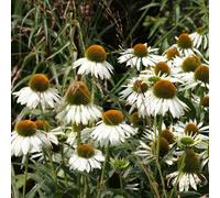 Plant Theory White Swan Coneflower Perennials Flowering Plants Echinacea Purpurea 2L Pot