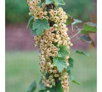 Plant Theory Whitecurrant Versailles Blanche Fruit Bush Summer Fruiting Shrub Plant 3L Pot in Green Plant Theory Green