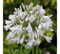 Plant Theory Windsor Grey African Lily Perennials Flowering Plants Agapanthus 2L Pot