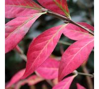Plant Theory Winged Spindle Fire Bush Outdoor Shrub Plant Euonymus Alatus 2L Pot