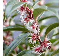 Plant Theory Winter Gem Sweet Box Shrub Plant Sarcococca Hookeriana 4.5L Pot 30Cm - 40Cm